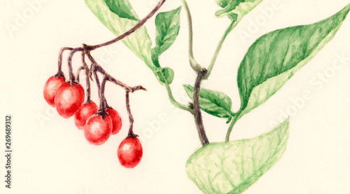 Bilde på lerret Bittersweet (Solanum dulcamara) branch with fruits