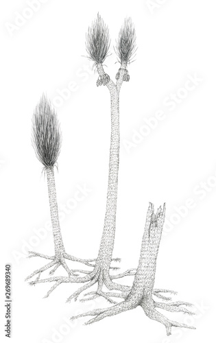 Drawing of a extinct Carboniferous tree-like plants Sigillaria