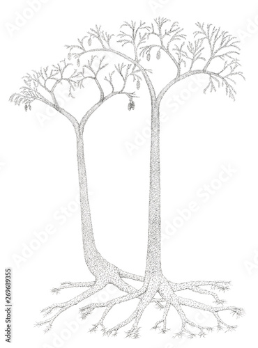 Drawing of a extinct tree-like plants Lepidodendron photo