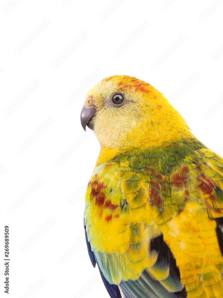 portrait  parrot (haematonotus psephotus) isolated