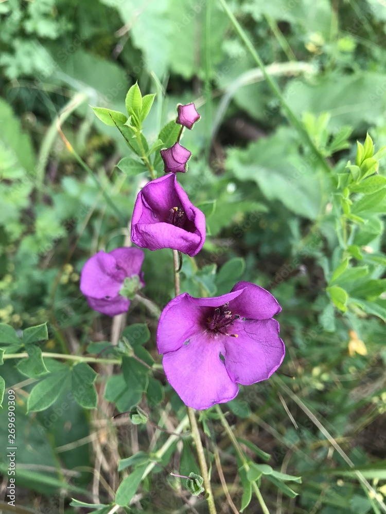 Obraz premium Полевой цветок