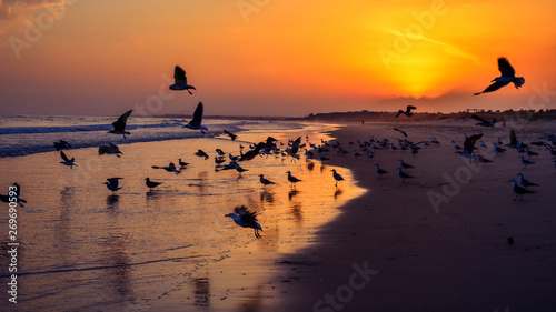 Gaviotas en la playa al atardecer © mielenrama