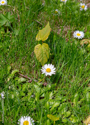 Close-up of common daisy (Bellis perennis) blooming in a meadow in spring
