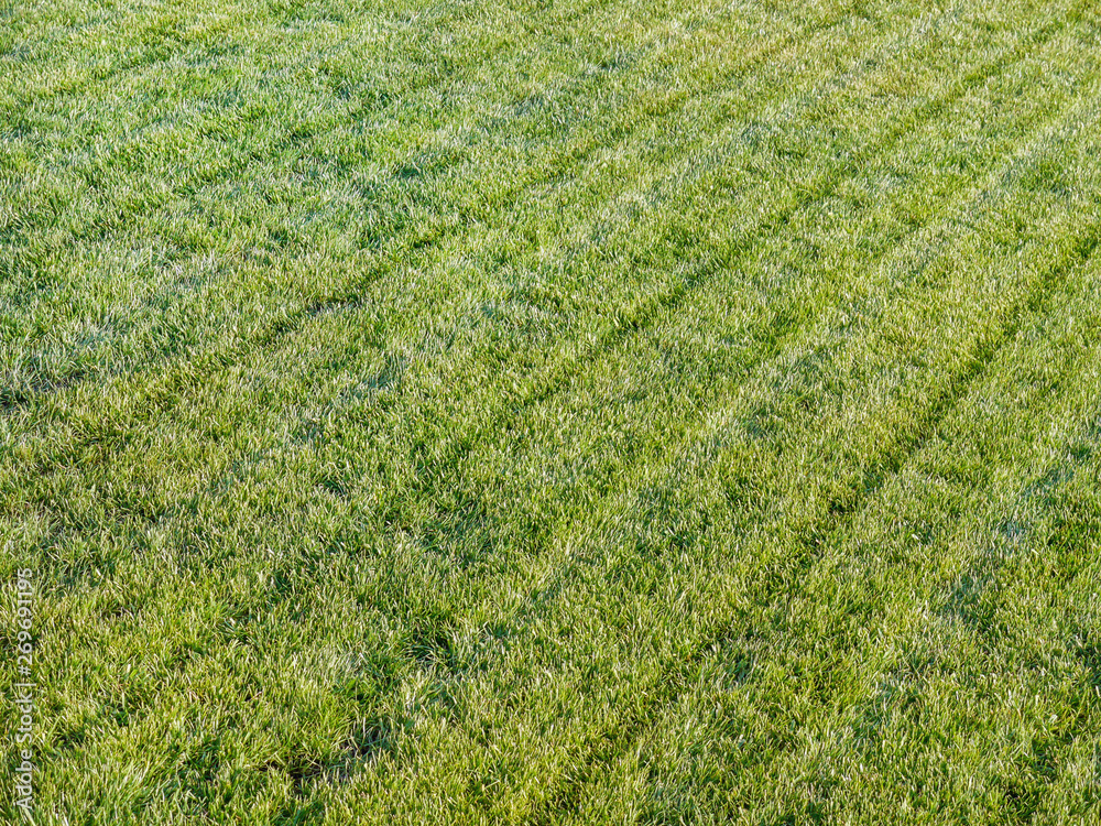 Freshly mowed grass Freshly mowed grass