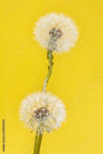 Close Up Abstract of Dandelion Seeds on Bright Background