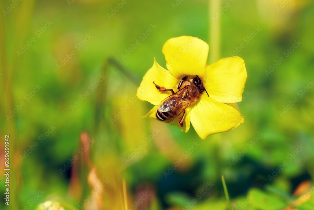 Honey bee collecting pollen on a yellow jessamine flower Honey bee collecting pollen on a yellow jessamine flower