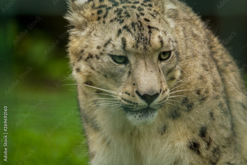 Wild animal Snow Leopard. Lazy walks across the territory. Wild animal Snow Leopard. Lazy walks across the territory.