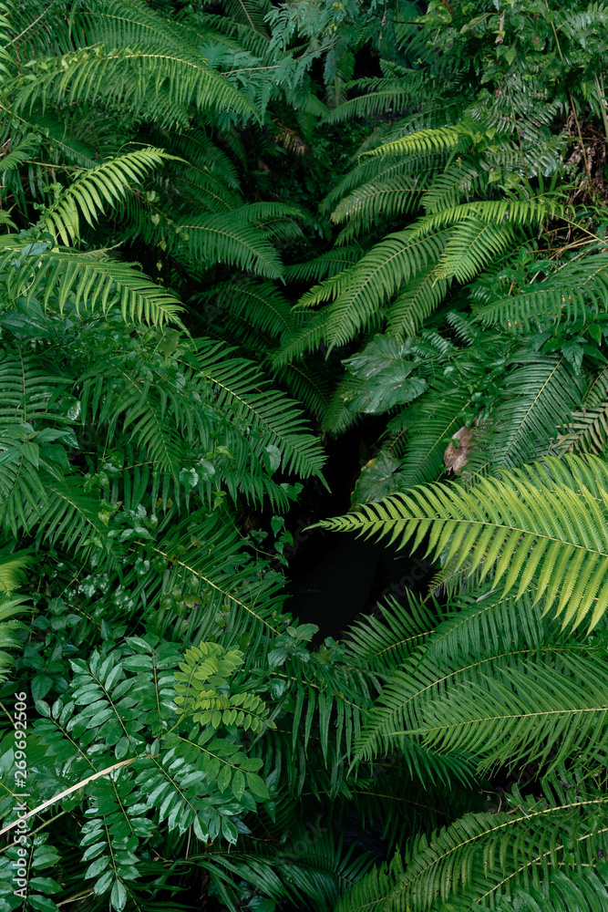 Balinese jungle view