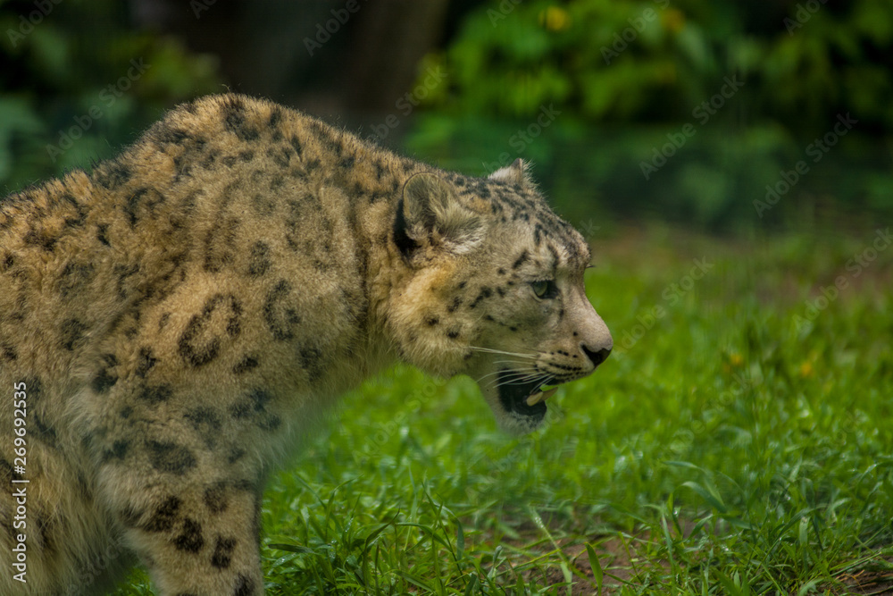 Wild animal Snow Leopard. Lazy walks across the territory. Wild animal Snow Leopard. Lazy walks across the territory.
