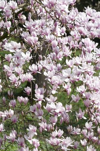 Rosa Magnolienblüten auf Baumzweigen, Deutschland