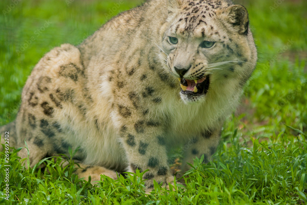 Wild animal Snow Leopard. Lazy walks across the territory. Wild animal Snow Leopard. Lazy walks across the territory.