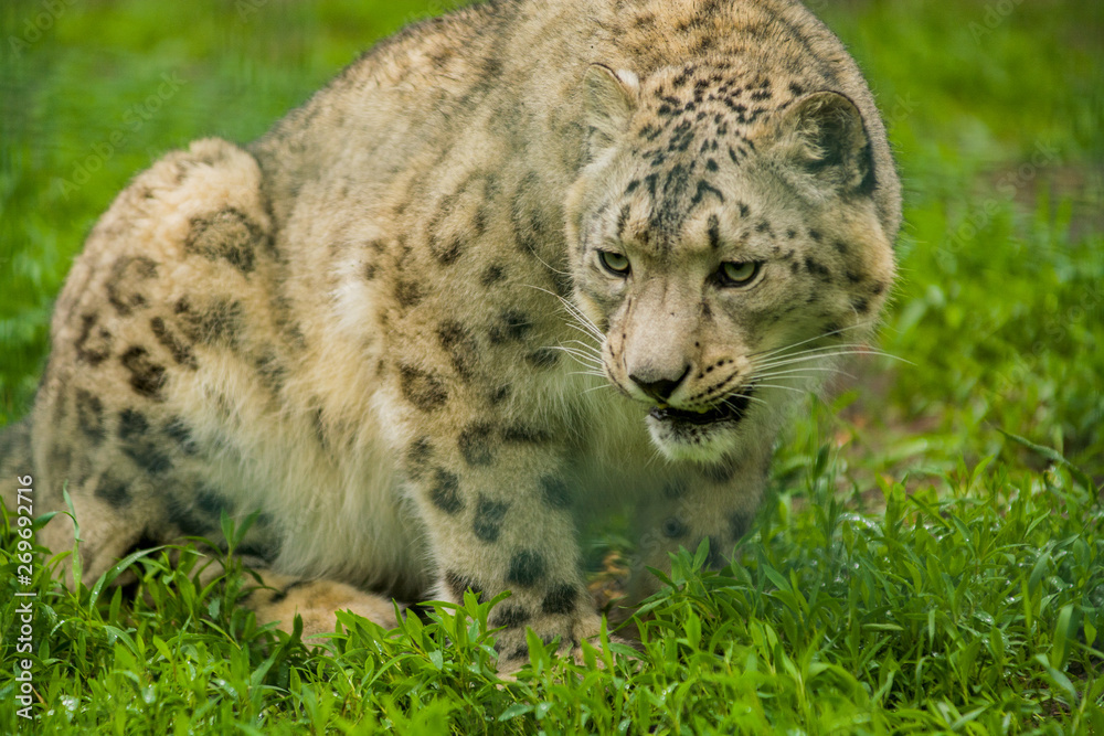 Wild animal Snow Leopard. Lazy walks across the territory. Wild animal Snow Leopard. Lazy walks across the territory.