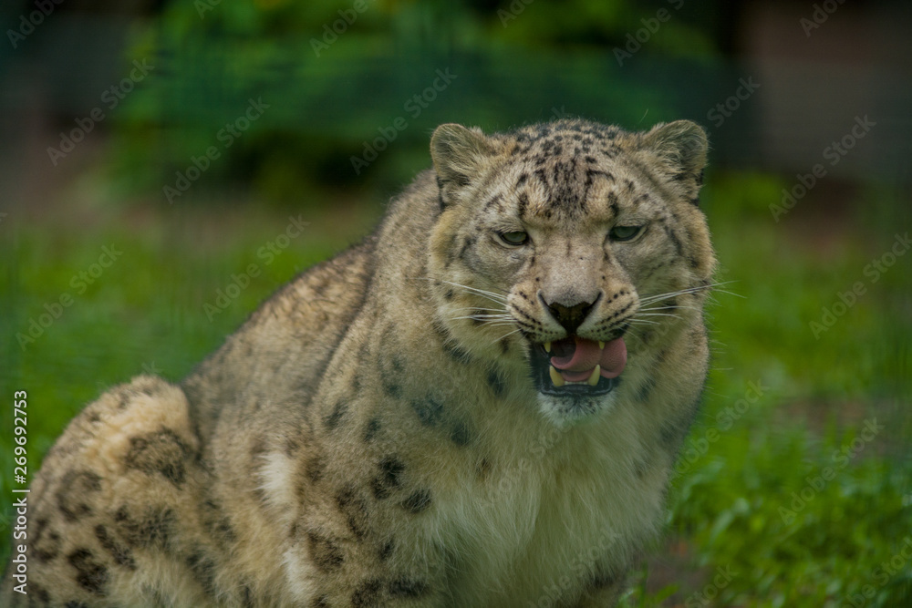 Wild animal Snow Leopard. Lazy walks across the territory. Wild animal Snow Leopard. Lazy walks across the territory.