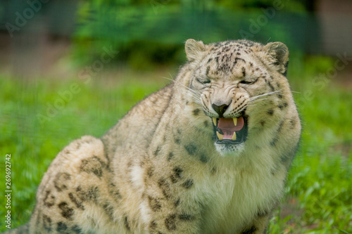 Wild animal Snow Leopard. Lazy walks across the territory. © Vlada