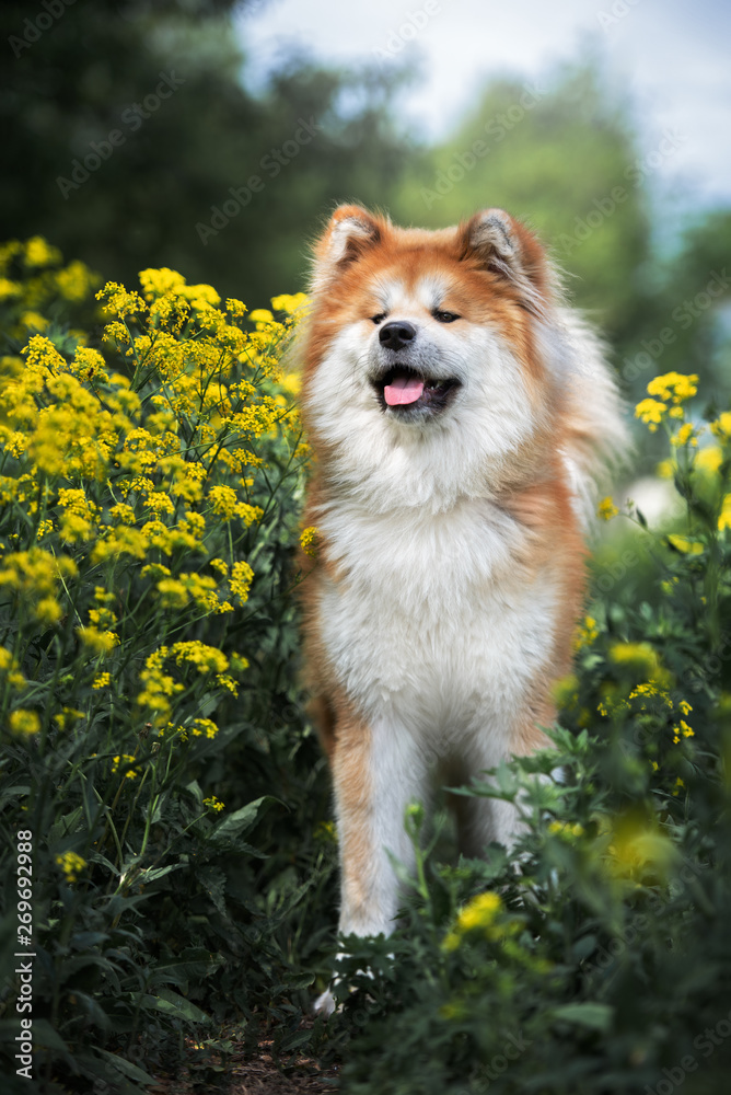 beautiful akita inu dog posing in yellow field flowers