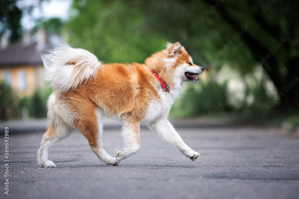 akita inu dog running outdoors in summer Stock Photo | Adobe Stock