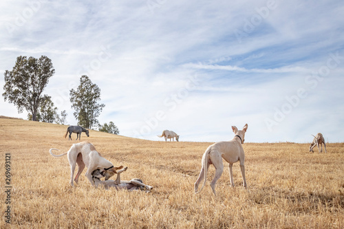Fototapeta Naklejka Na Ścianę i Meble -  Perros de raza galgo jugando en el campo donde los caballos pastan