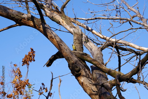 Little bird titmouse on a tree © BSG_1974