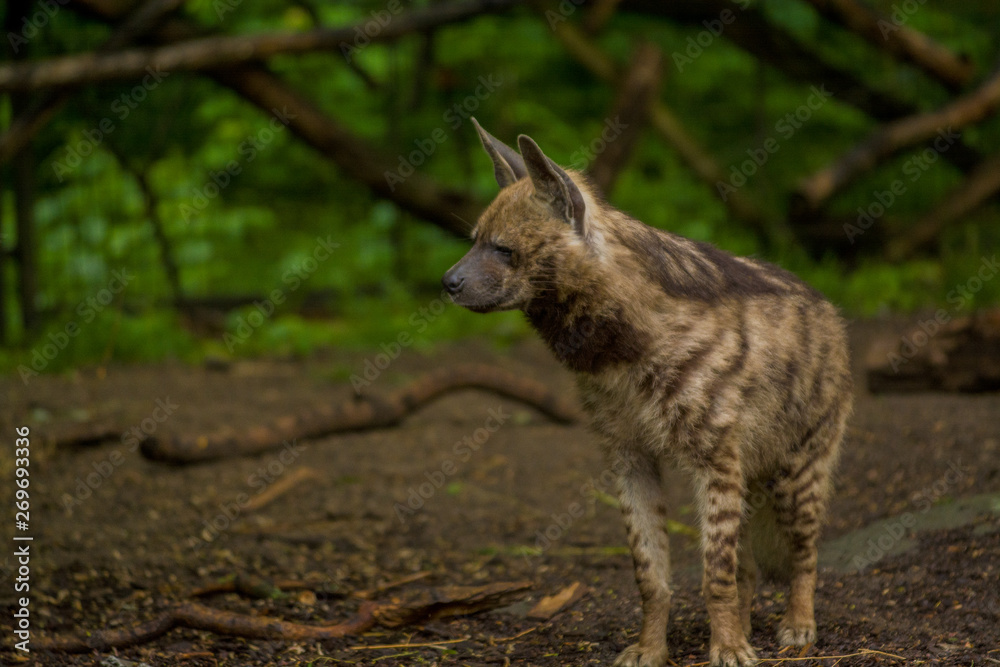 The Arabian hyena walks across the territory in search of food. The Arabian hyena walks across the territory in search of food.