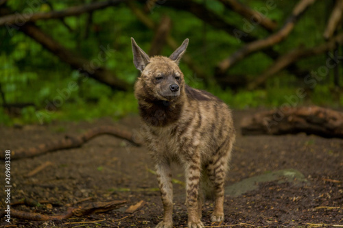 The Arabian hyena walks across the territory in search of food. © Vlada