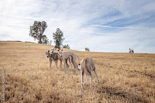 Perros de raza galgo jugando en el campo donde los caballos pastan photo