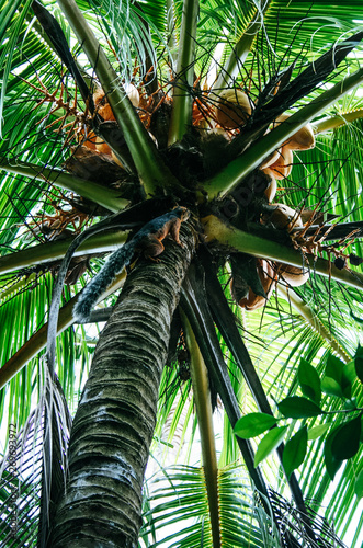 Red squirrel climbing up a lush green coconut palm tree in Montezuma  Costa Rica