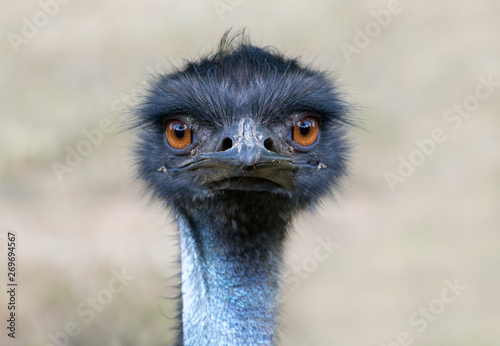 Portrait of Australian Emu bird (Dromaius novaehollandiae) on the nature.