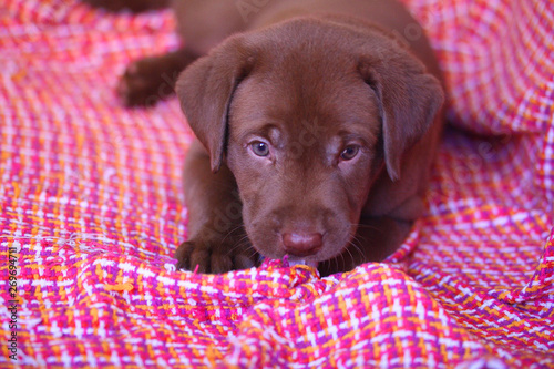 Chocolate labrador puppy male lying on a blanket