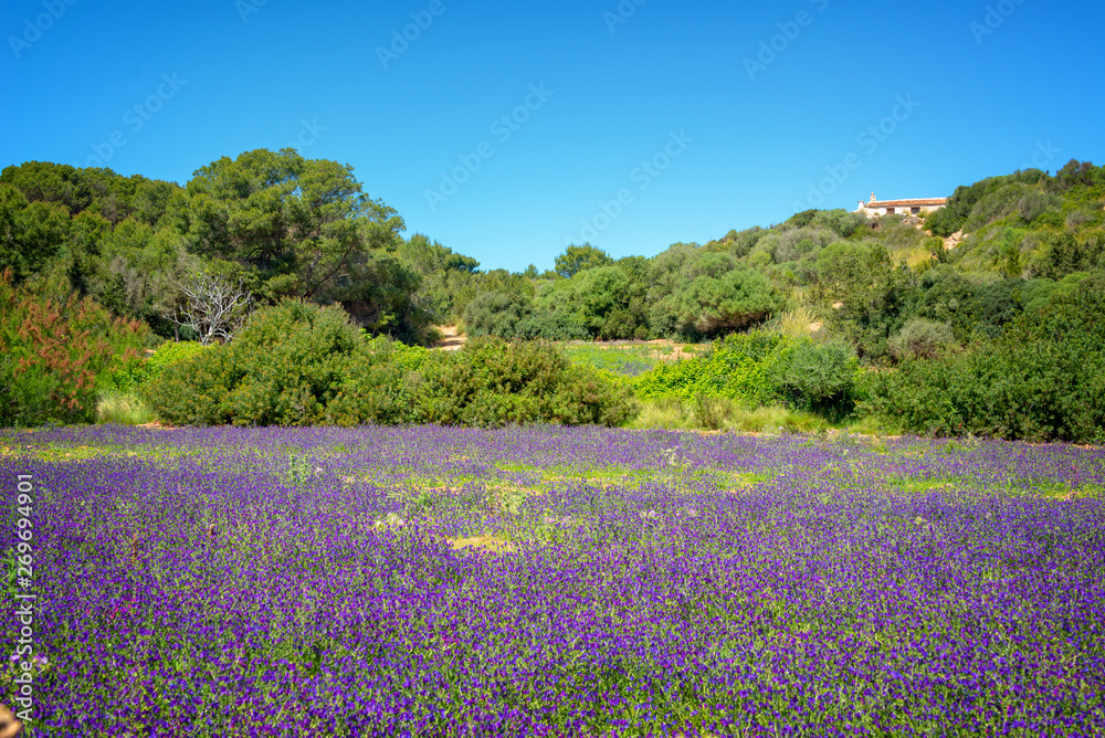 Field of wild purple flowers in Menorca, Balearic islands, Spain