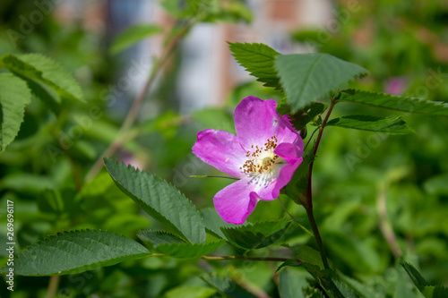 One blooming purple flower of wild rose against the backdrop of greenery © atorami