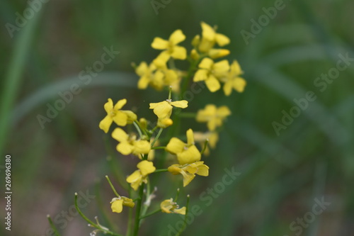 yellow flowers in garden