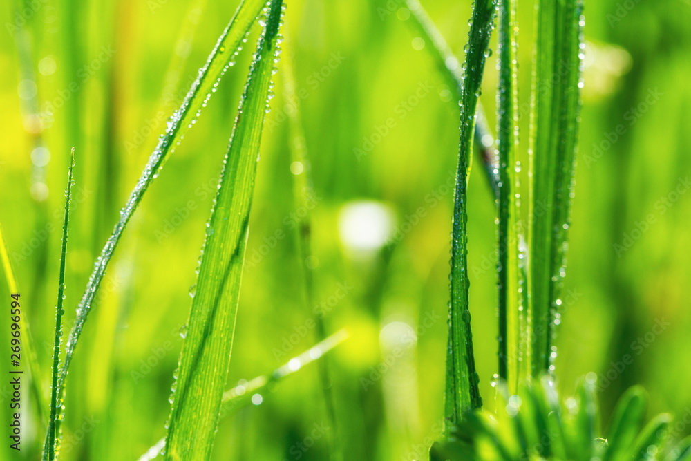 Fresh green grass closeup Fresh green grass closeup