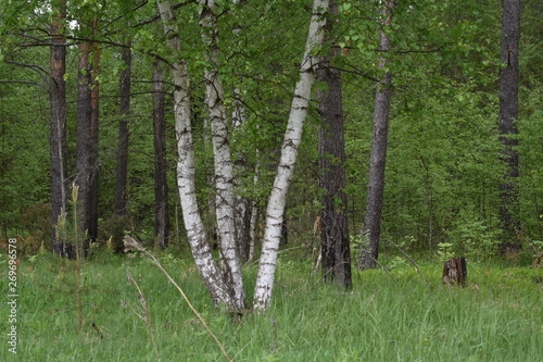 trees in the forest