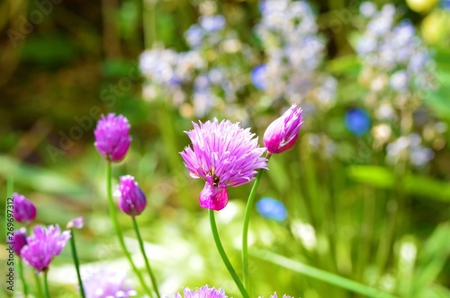 Close-up image of purple chive flowers. © paulst15
