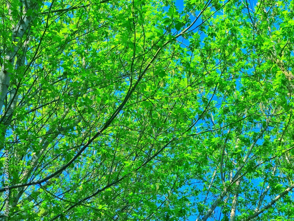 Summer background bright green trees