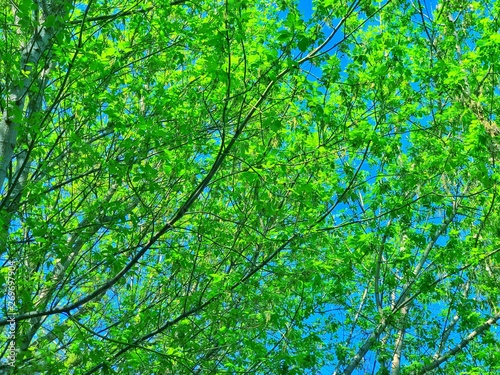 Summer background bright green trees