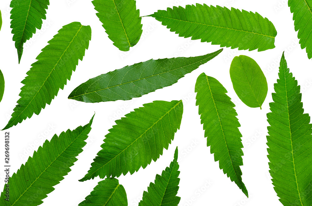 Green leaf nature on white background isolation, top view Green leaf nature on white background isolation, top view