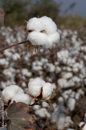 Cotton ball in full bloom