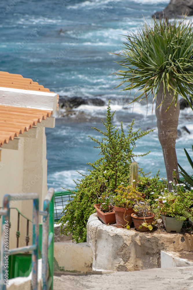 Obraz premium Tabaiba, Boca Cangrejo. Tenerife