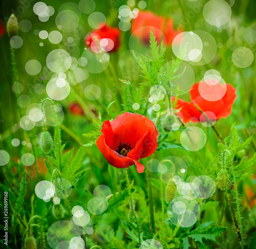 Beautiful floral background with poppy flowers.  Bokeh effect background