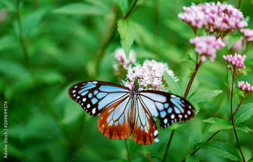 Blue butterfly perched on a budding pink flower Blue butterfly perched on a budding pink flower