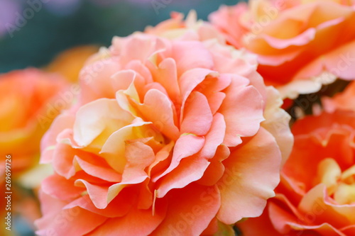 植物園のオレンジ色のバラ
