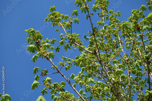 New chestnut leaves bloom after winter against a blue sky.