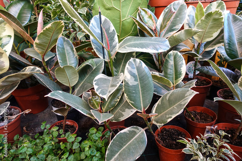 Small Ficus Tree in Pot, Domestic Tree Weeping Fig, Ficus Benjamina photo