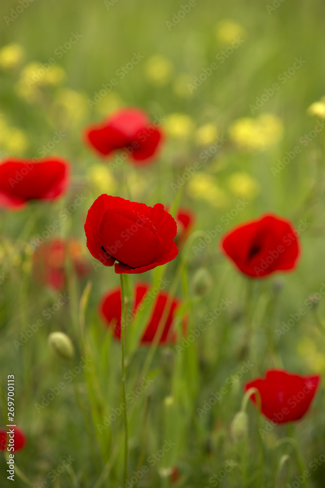 close-up poppy flowers in spring