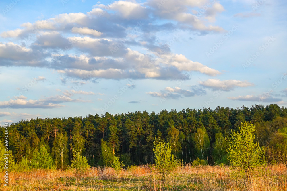 Landscape. The sky with clouds and a strip of forest on the horizon. Russia.