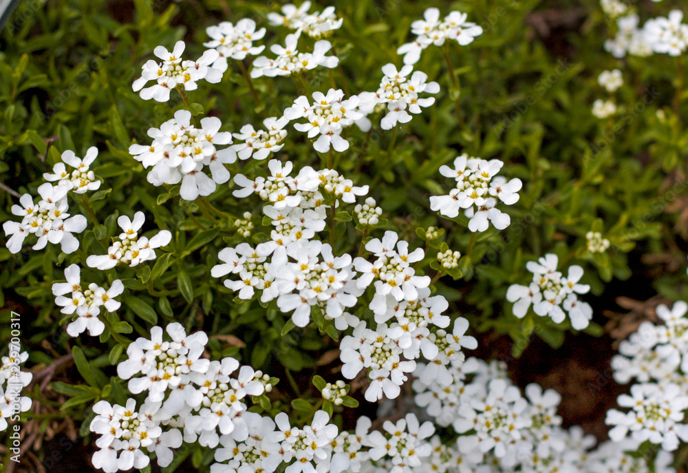 beautiful flowers in nature in the botanical garden beautiful flowers in nature in the botanical garden