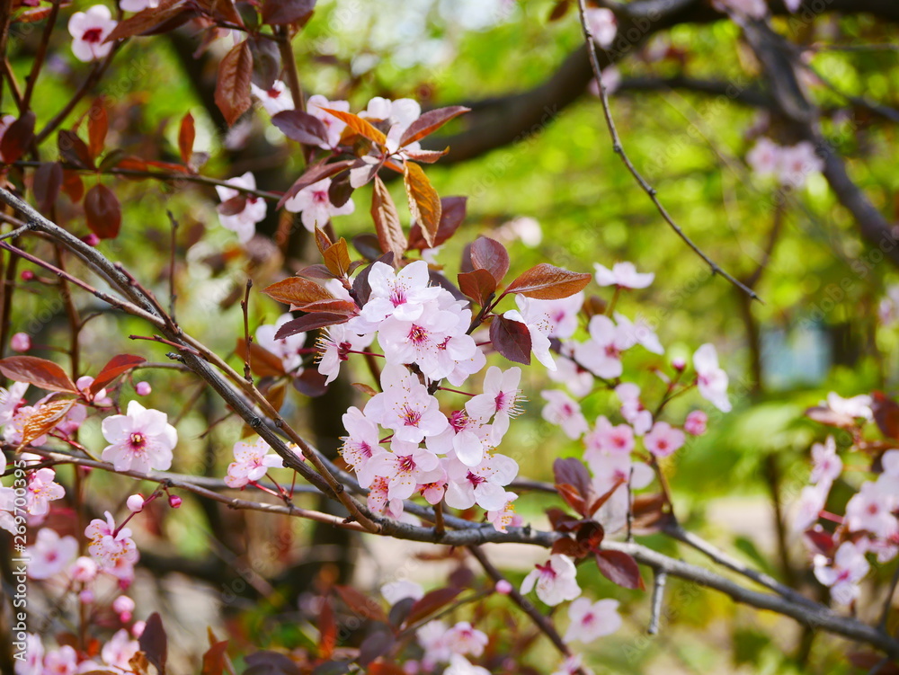 pink cherry flowers on a branch in the spring in the city Park. pink cherry flowers on a branch in the spring in the city Park.