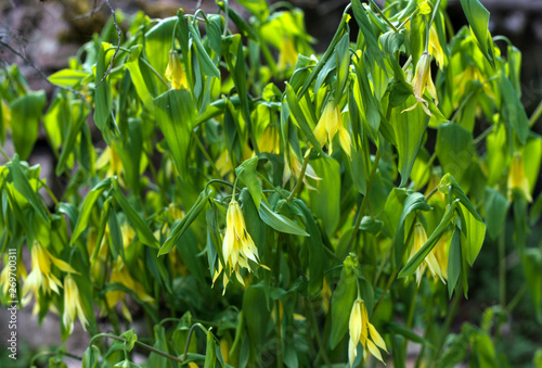 beautiful flowers in nature in the botanical garden