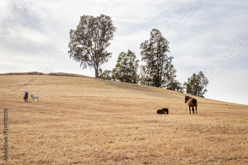 Paisaje de una alameda y cuatro caballos en el campo